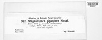 Stagonospora gigaspora image